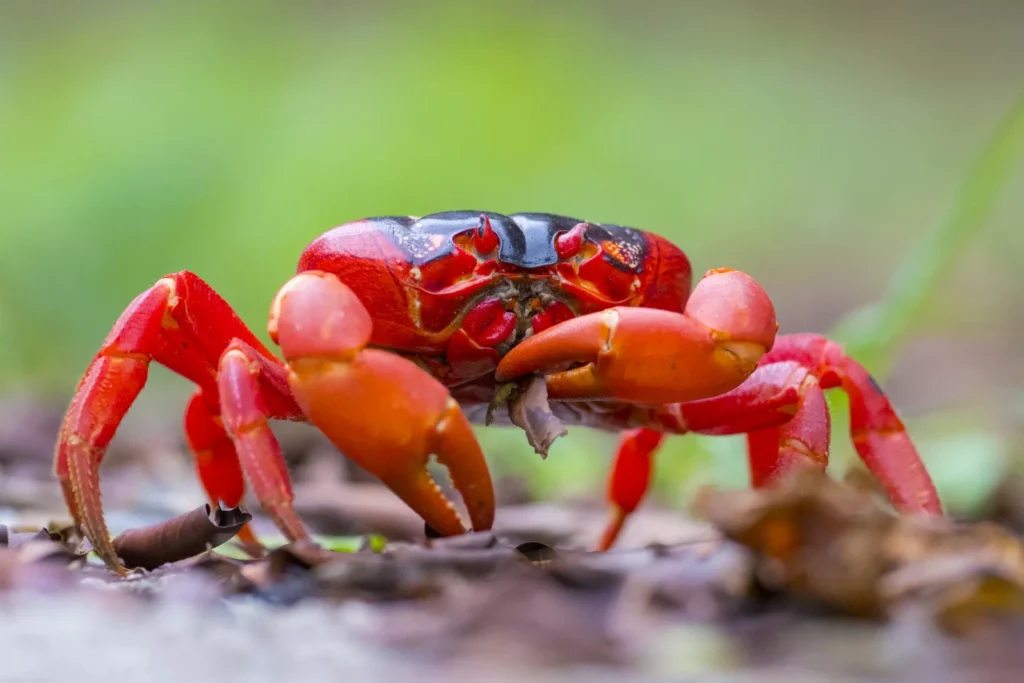 christmas-island-red-crab