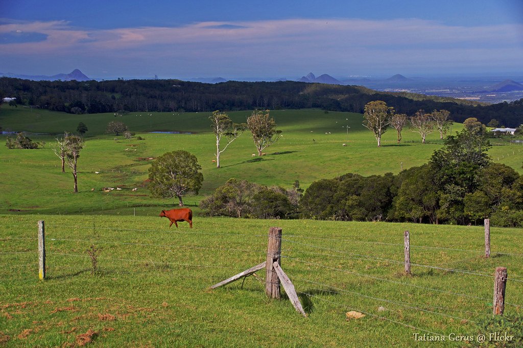 Queensland pasture scenery with Glass House Mountains view