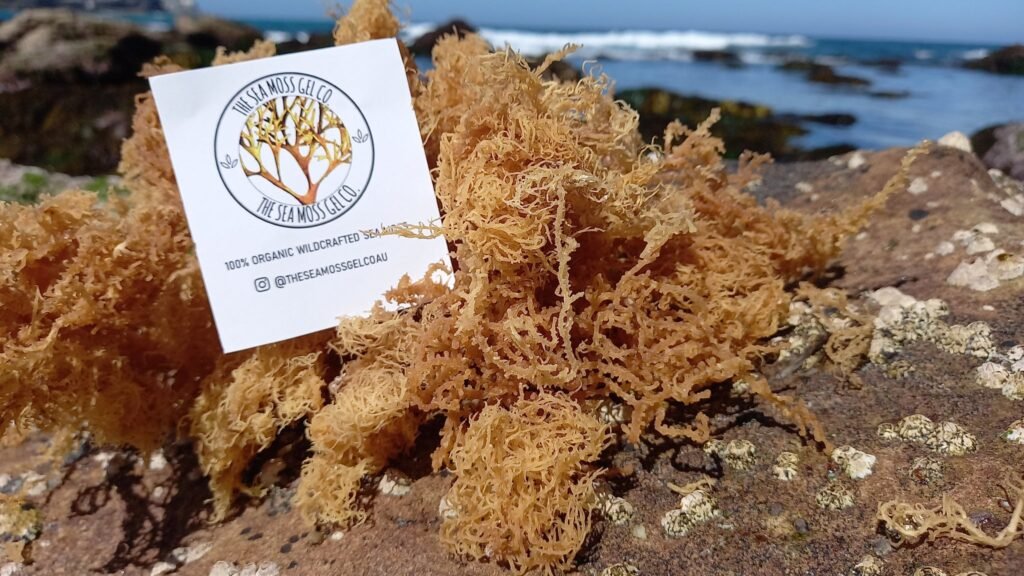 Sea Moss Australia