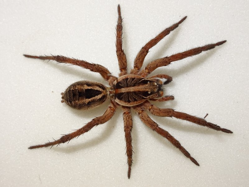 Wolf Spider Australia